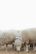 Load image into Gallery viewer, The Babushka Scarf - 3 Colours