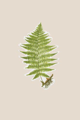 Lady Fern Sticker