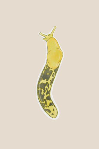 Banana Slug Sticker